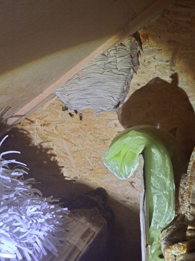 Ein Stück Wand mit Insektennest und einer grünen Pflanze im oberen Bereich.