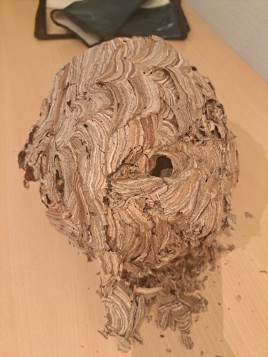 Ein kugelförmiges Wespennest auf einem Tisch, mit unregelmäßiger Oberfläche und Öffnungen.